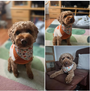 Look how dapper Rusty looks in his Pumpkin Patch harness, collar and bandana - all matchy matchy. Rusty's mum Rachel Morrison has won twice playing Trivia Tuesday - our weekly Facebook interaction post. .