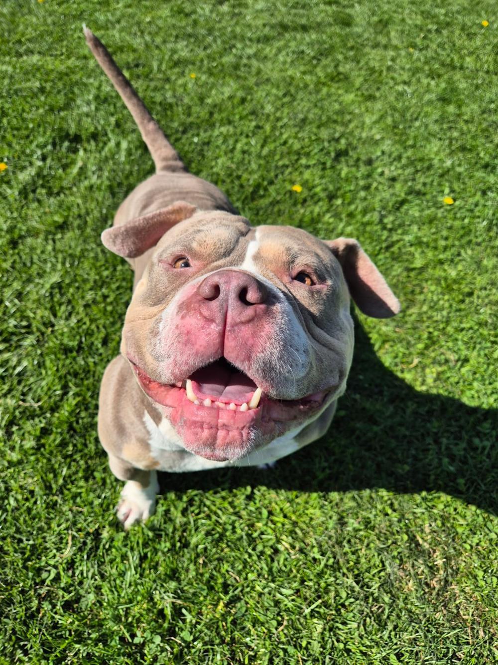 Hippo