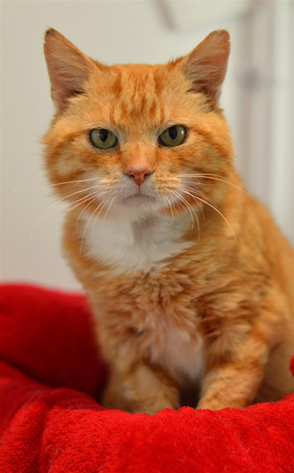 Cheeto